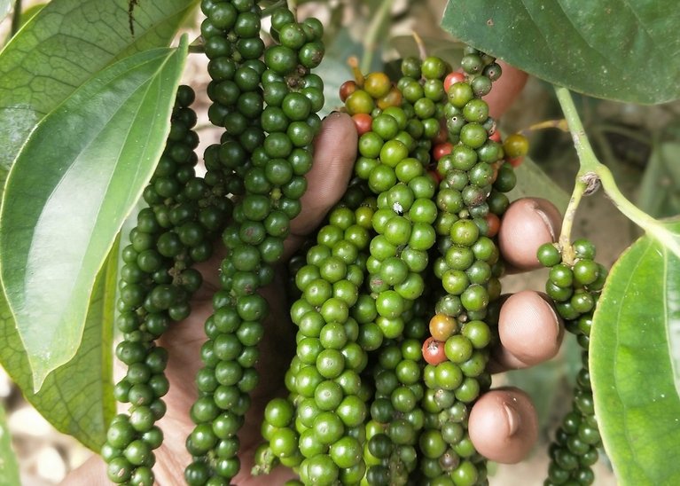 PT ERDO SEJAHTERA ABADI - BLACK PEPPER 8