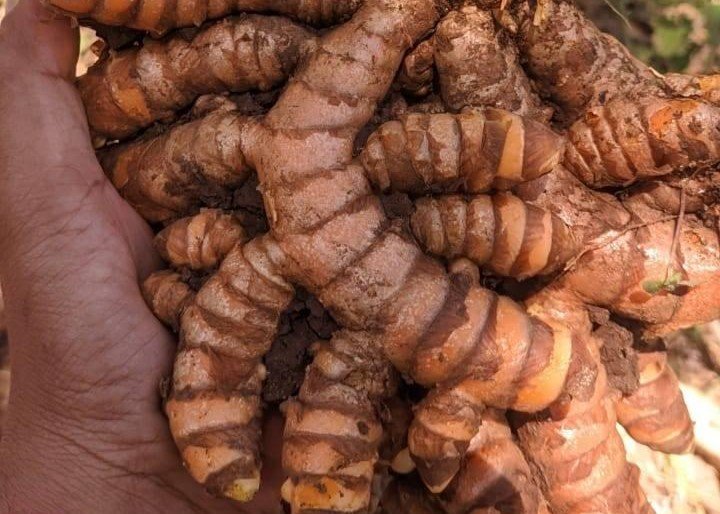 PT ERDO SEJAHTERA ABADI - TURMERIC 2